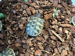 Schildkroeten006