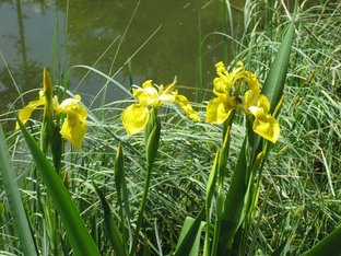 Teich_4__2_