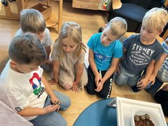 Schildkroeten010