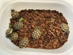 Schildkroeten007