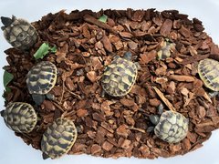 Schildkroeten009