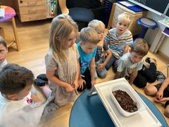 Schildkroeten012
