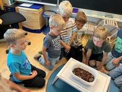 Schildkroeten002