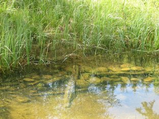 Teich_4__1_