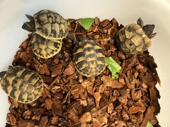 Schildkroeten013